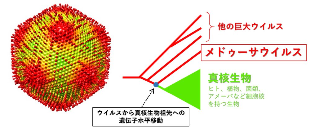 20190208 Mochizuki fig.1