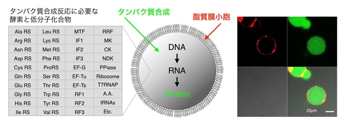 20190325 Kuruma fig.1