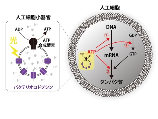 20190325 Kuruma fig.2