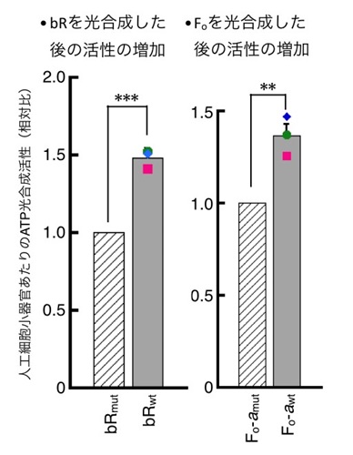 20190325 Kuroma fig.4